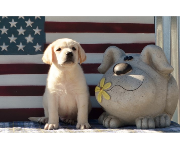 Tara, Dillow, dog, breeder, about, history, flag, Tara-Dillow, Erie, KS, dog, breeder, dog-breeder, reviews, star, starbreeder, aca, ica, registered, puppies, for, sale, puppy, mill, USDA, 48-A-2019, 48a2019